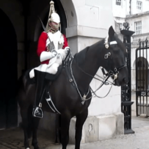 Strażnicy konni - Household Cavalry